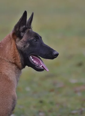 Bel.ovčák- malinois