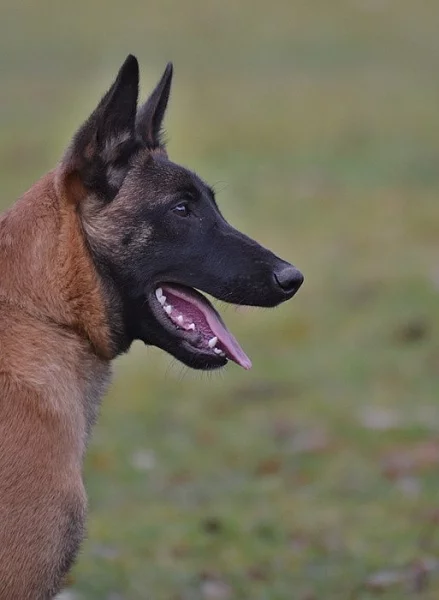 Bel.ovčák- malinois