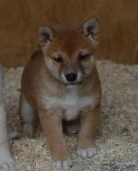 Shiba Inu štenata s PP