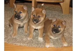 Shiba Inu štenata s PP