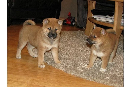 Shiba Inu štenata s PP