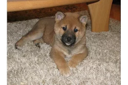 Shiba Inu štenata s PP