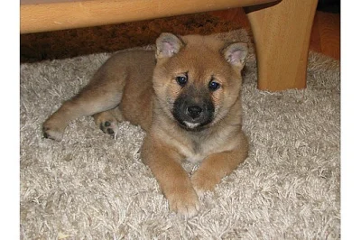 Shiba Inu štenata s PP