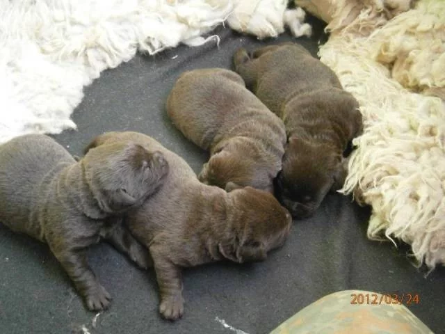 Labradorský retriever s PP čokoládová barva