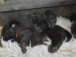 Labradorský retriever s PP čokoládová barva