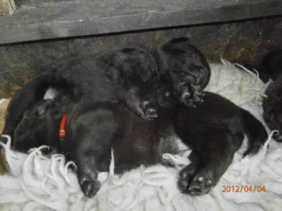 Labradorský retriever s PP čokoládová barva