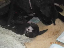 Labradorský retriever s PP čokoládová barva