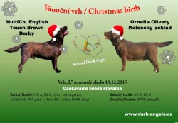Labradorský retriever s PP čokoládová barva