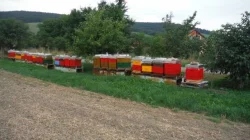 Nové nástavkové úly se včelstvy