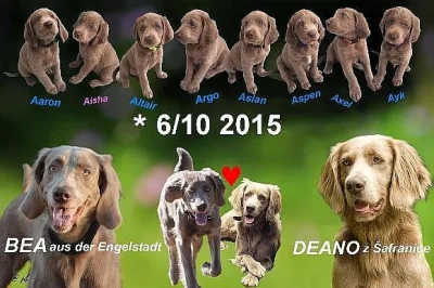Výmarský ohař dlouhosrstý s PP