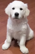 Zlatý retriever štěňátka s PP