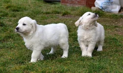 Zlatý retriever štěňátka s PP