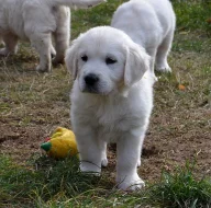 Zlatý retriever štěňátka s PP
