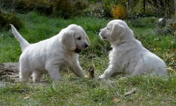 Zlatý retriever štěňátka s PP