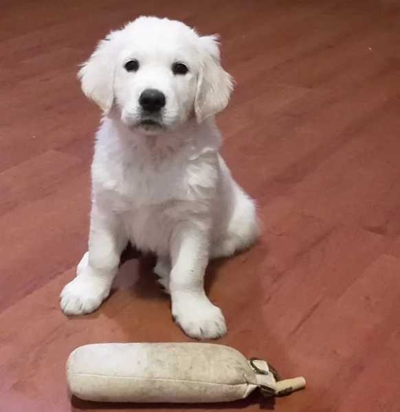 Zlatý retriever štěňátka s PP