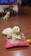 Zlatý retriever štěňátka s PP