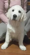 Zlatý retriever štěňátka s PP