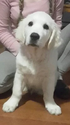 Zlatý retriever štěňátka s PP