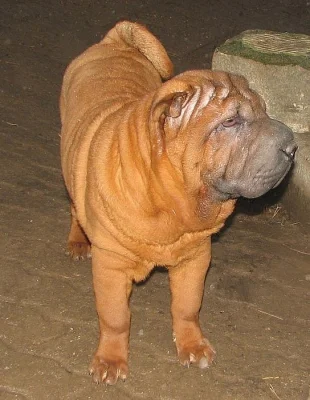 Šarpej,  shar-pei, sharpei