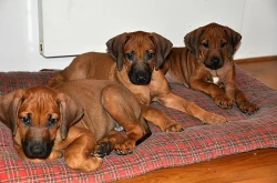 Krásná štěňátka RR s PP k odběru