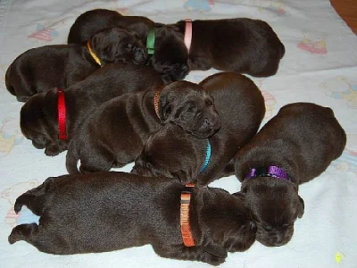 Labrador retriever, tmavě čokoládový s PP