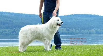 Slovenský čuvač - štěňátka s PP