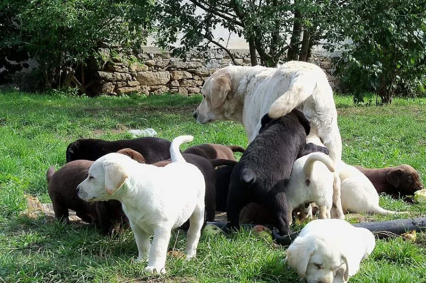 Labrador čoko, černá štěňátka s PP
