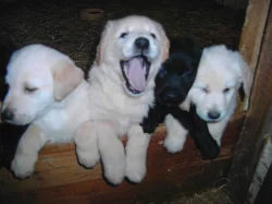 Labrador čoko, černá štěňátka s PP