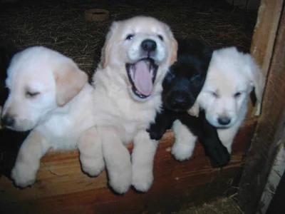 Labrador čoko, černá štěňátka s PP