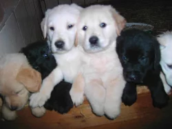 Labrador čoko, černá štěňátka s PP