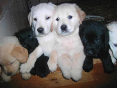 Labrador čoko, černá štěňátka s PP