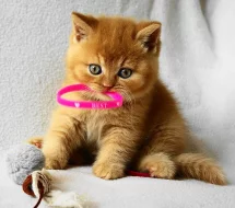 Britská koťátka s PP