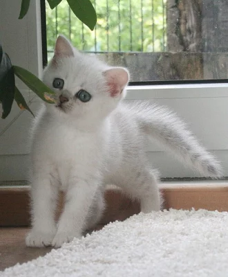 Britská koťátka s PP