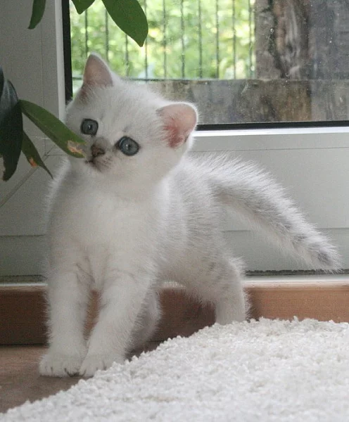 Britská koťátka s PP