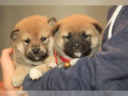 Shiba-Inu na prodej bez PP