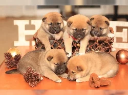 Shiba-Inu na prodej bez PP
