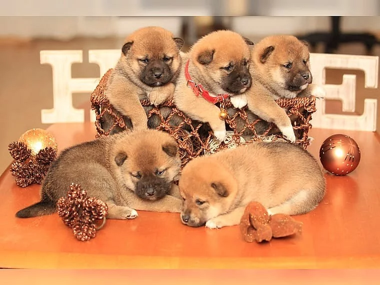 Shiba-Inu na prodej bez PP