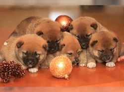 Shiba-Inu na prodej bez PP