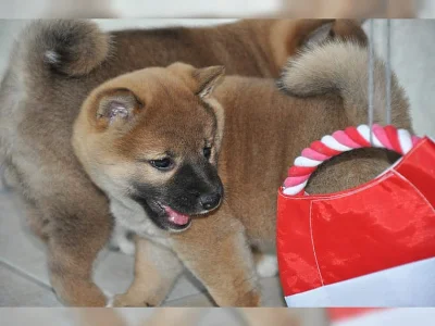 Shiba-Inu na prodej bez PP