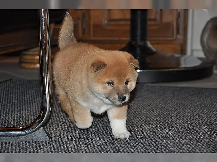 Shiba-Inu na prodej bez PP