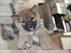 Shiba-Inu na prodej bez PP