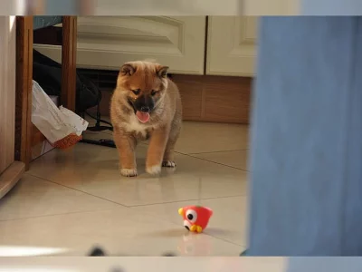 Shiba-Inu na prodej bez PP