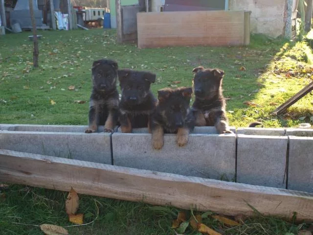 Německý ovčák - štěňata