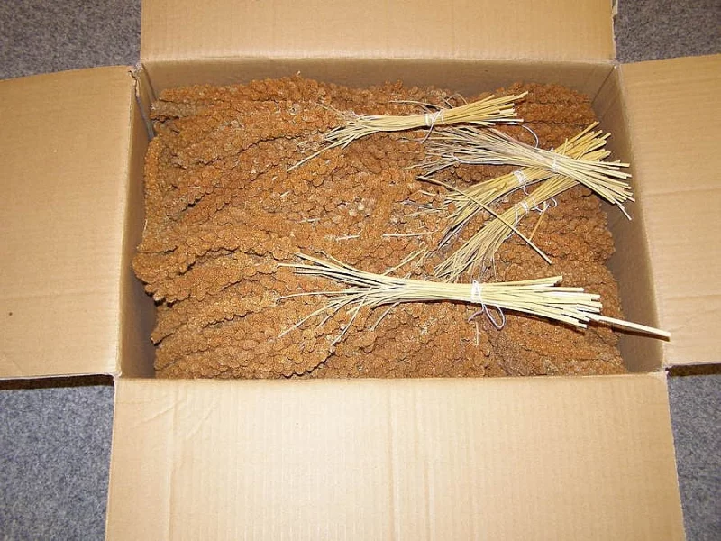 Senegalské proso klasy červené