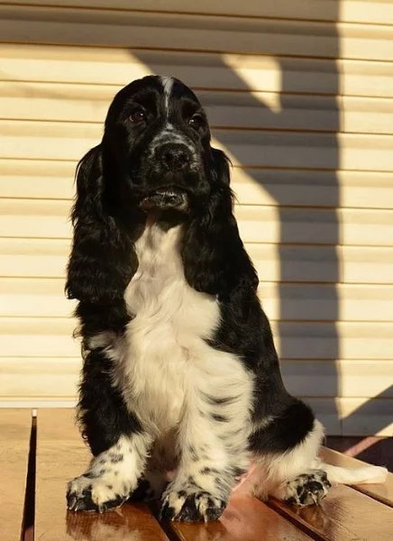 štěně anglického kokršpaněla s pp