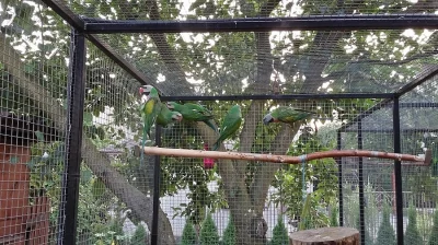 Alexandr růžový vousatý