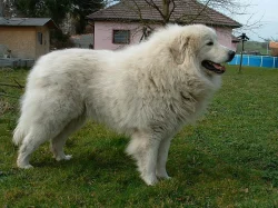 Pyrenejský horský pes - štěňata