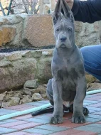 Německá doga modrá s PP