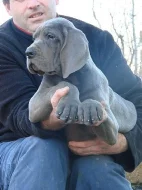 Německá doga modrá s PP