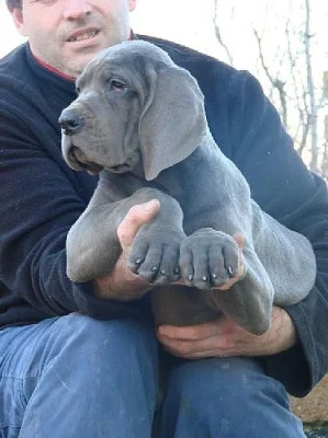 Německá doga modrá s PP